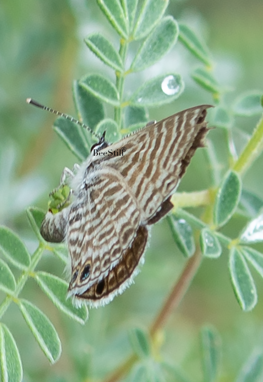 egg laying Ceraunus Blue, monsoon rain-wet Black Dalea SP-B