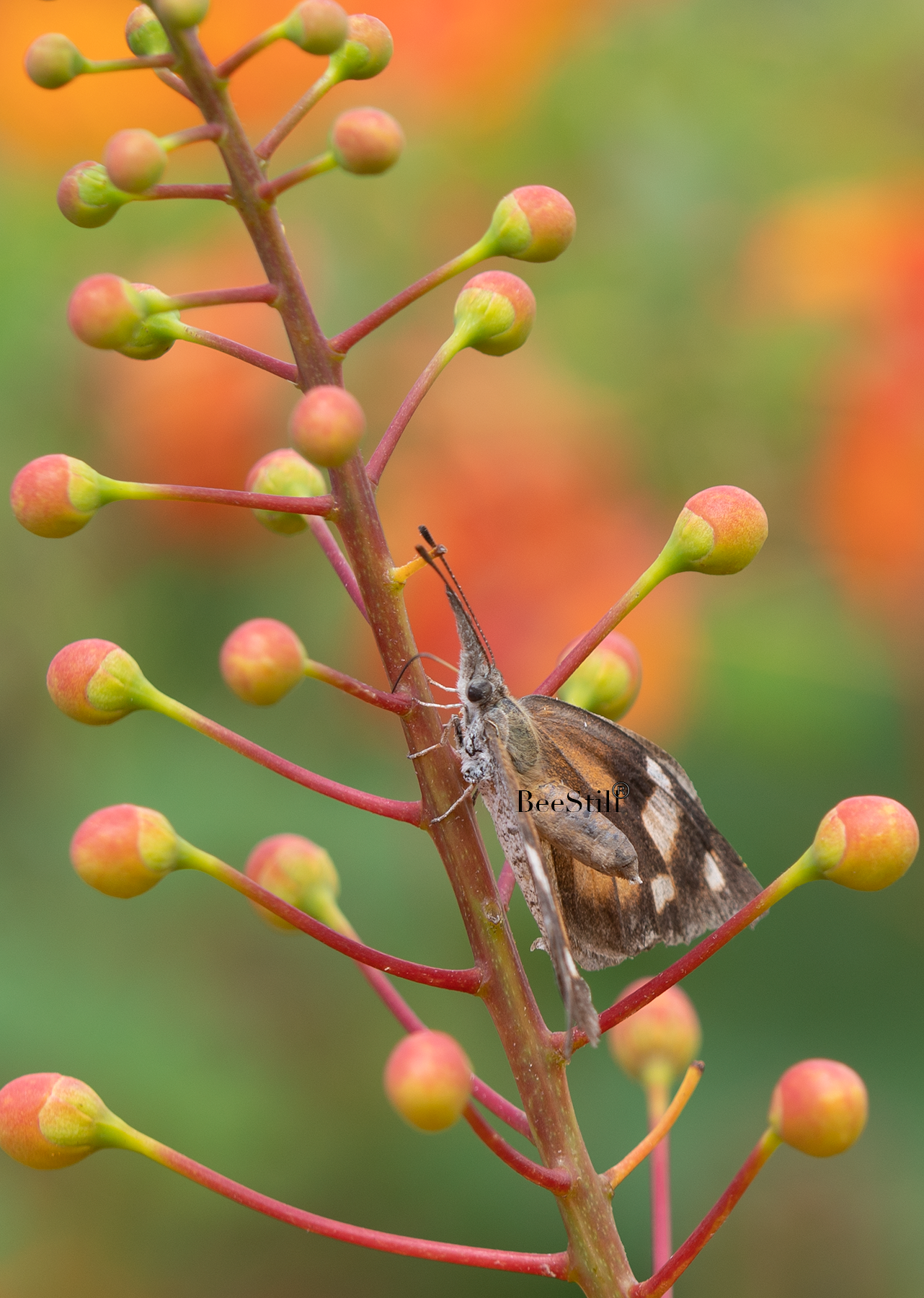 American Snout, Red Bird of Paradise v-113