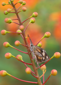 American Snout, Red Bird of Paradise v-113