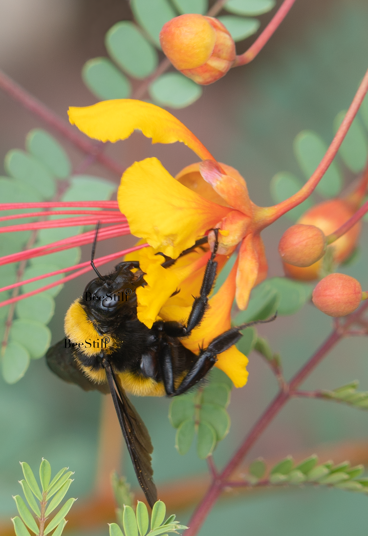 Sonoran Bumblebee, Red Bird of Paradise v-115