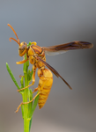 Golden Paper Wasp (male Polistes flavus), Desert Broom SP-W