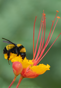 Sonoran Bumblebee, Red Bird of Paradise v-117