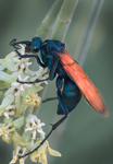 Tarantula Hawk Wasp, Pepsis, Desert Milkweed SP-W