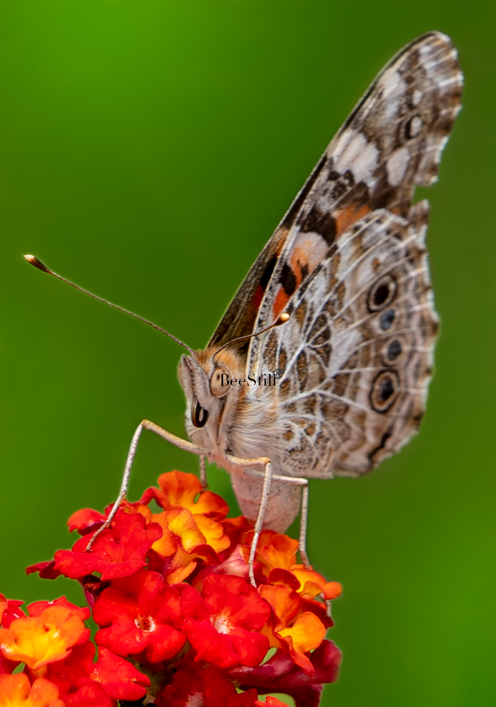 Painted Lady, Lantana v-119