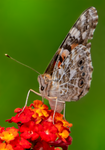 Painted Lady, Lantana v-119