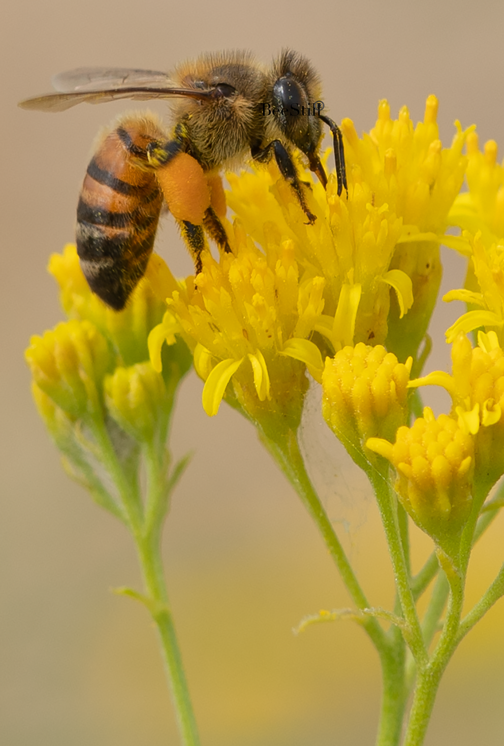 Honey Bee (Apis mellifera), Thimblehead SP-HB