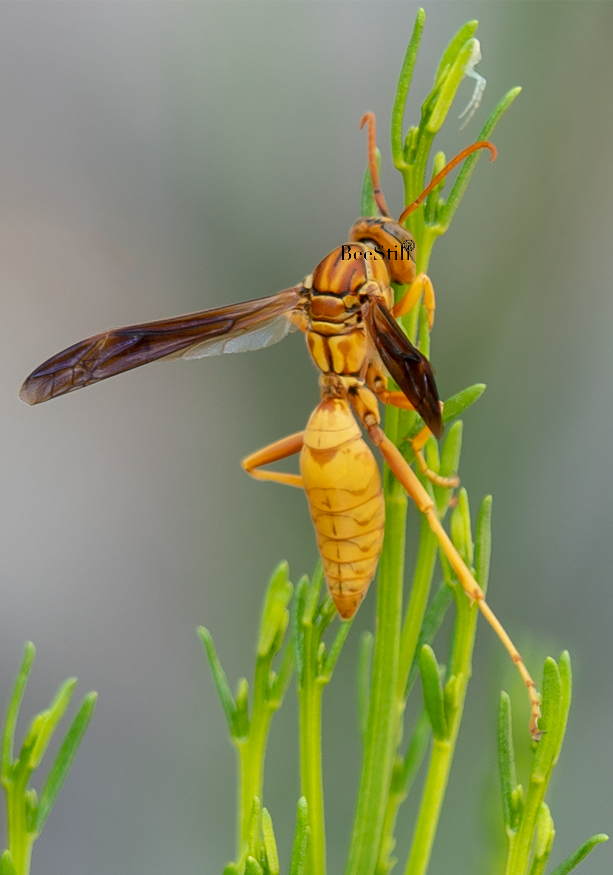 Golden Paper Wasp, Desert Broom v-121