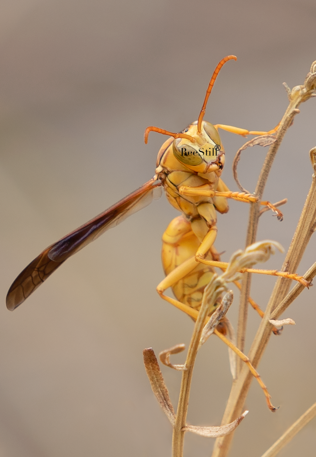 Yellow Paper Wasp male Polistes flavus Desert Broom Arizona 