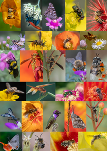 Arizona Sonoran Desert Pollinators Plants relationships 