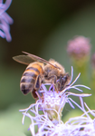 Honey Bee, Blue Mistflower v-125