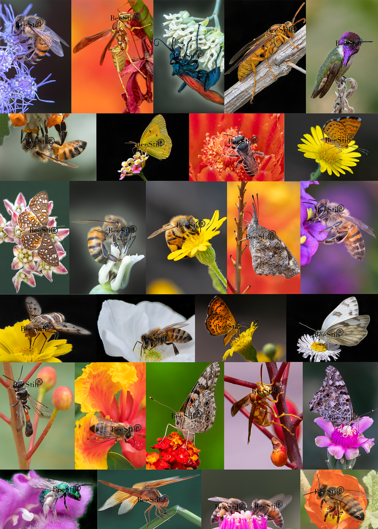 Arizona-Sonora Desert v-131