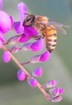 Honey Bee, Purple Lilac Vine v-126