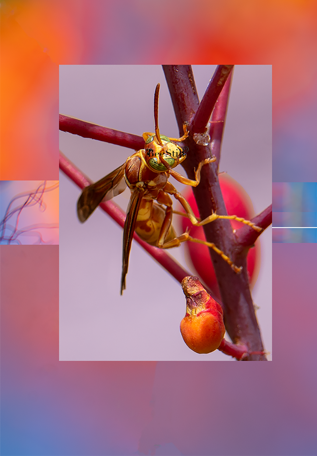 Golden Paper Wasp, Red Bird of Paradise v-127