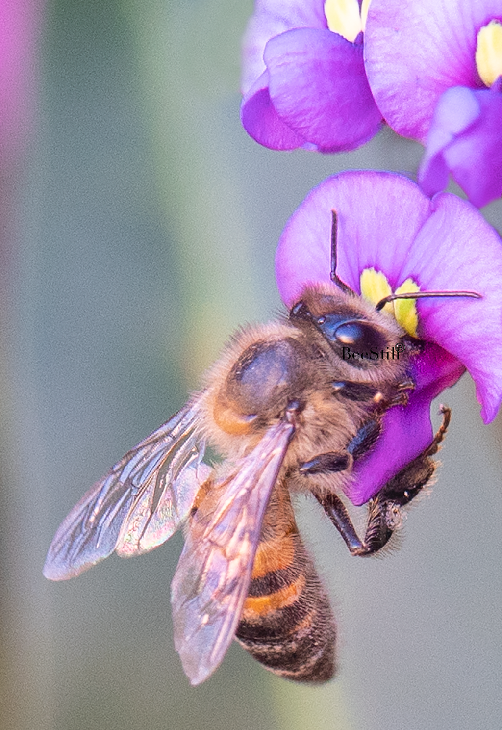 Honey Bee, Purple Lilac Vine SP-HB