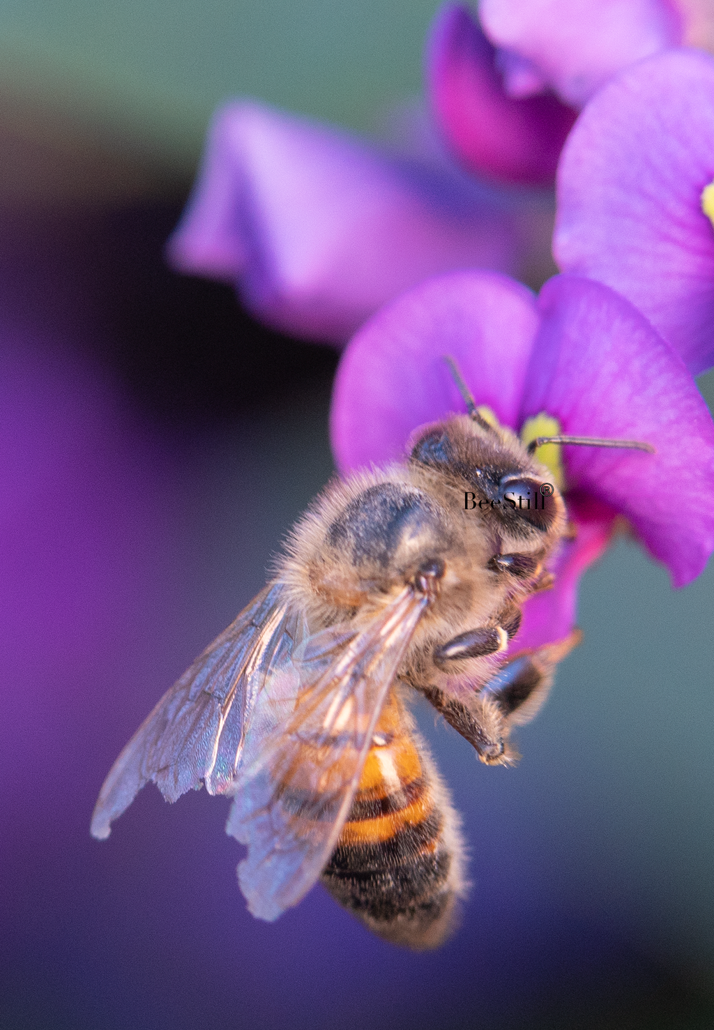 Honey Bee, Purple Lilac Vine SP-HB