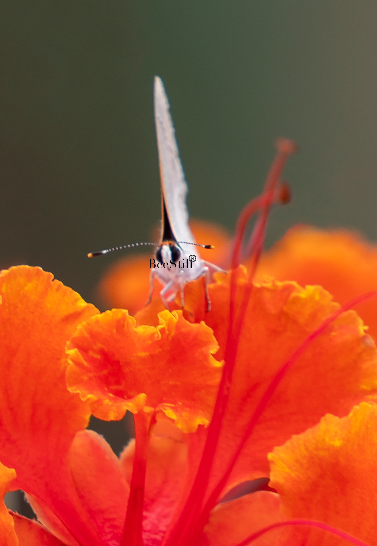 Gray Hairstreak, Red Bird of Paradise v-135