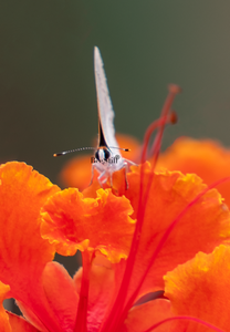 Gray Hairstreak, Red Bird of Paradise v-135