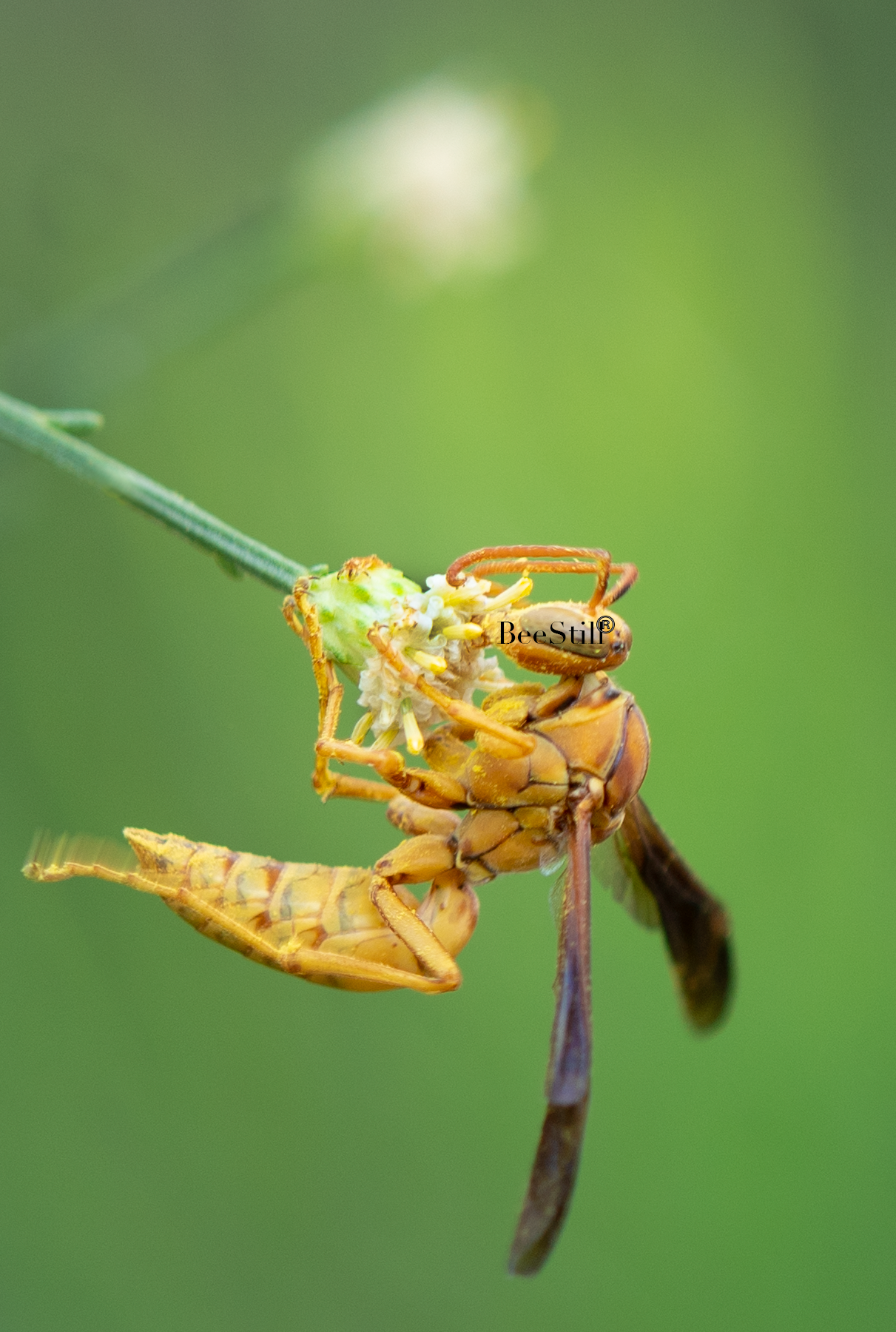Yellow Paper Wasp male Polistes flavus Desert Broom Arizona 