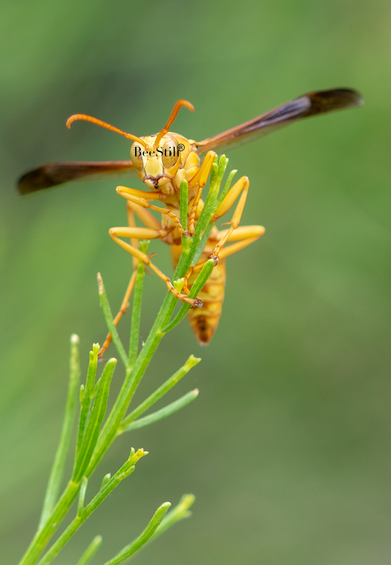 Yellow Paper Wasp male Polistes flavus Desert Broom Arizona 