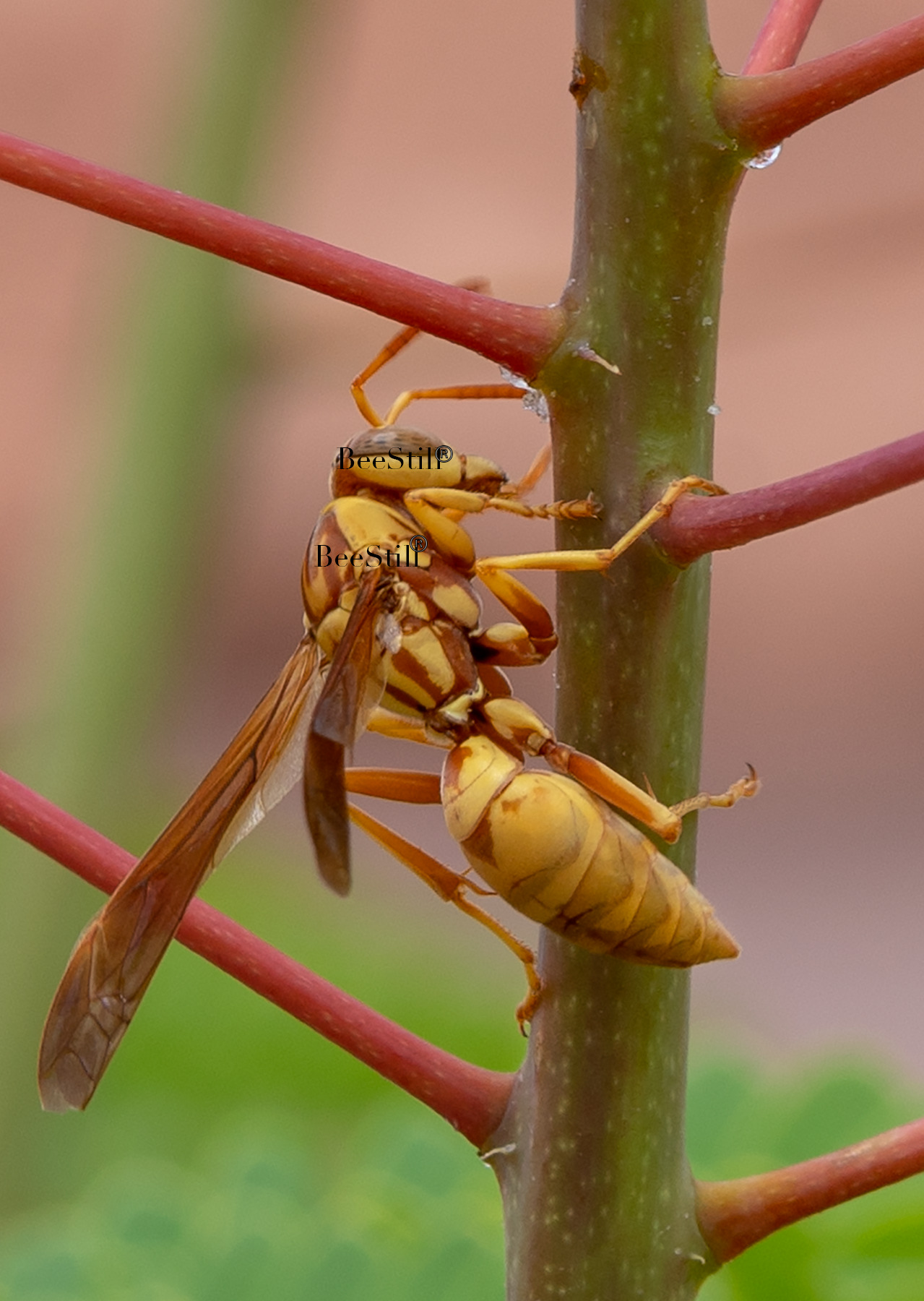 Golden Paper Wasp Polistes aurifer Red Bird of Paradise Arizona 