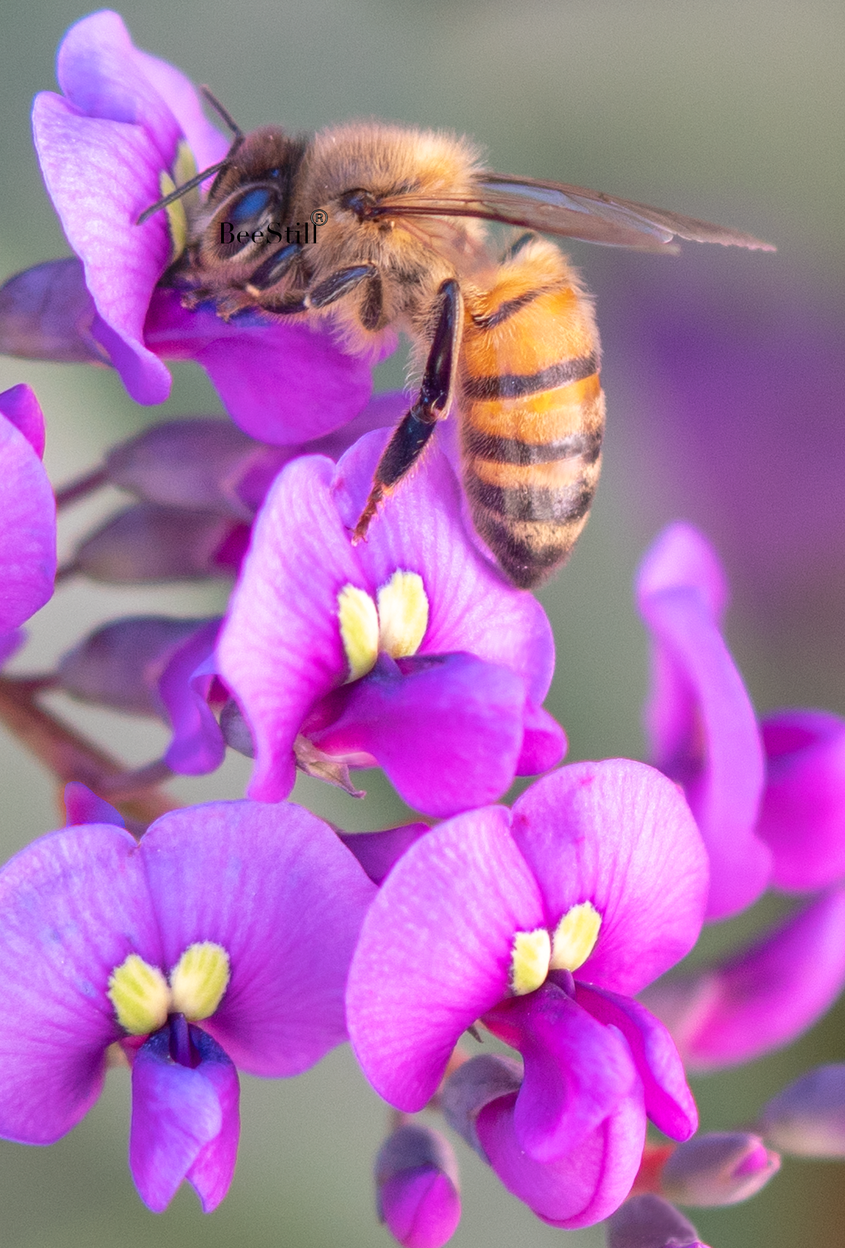 Honey Bee, Purple Lilac Vine v-146