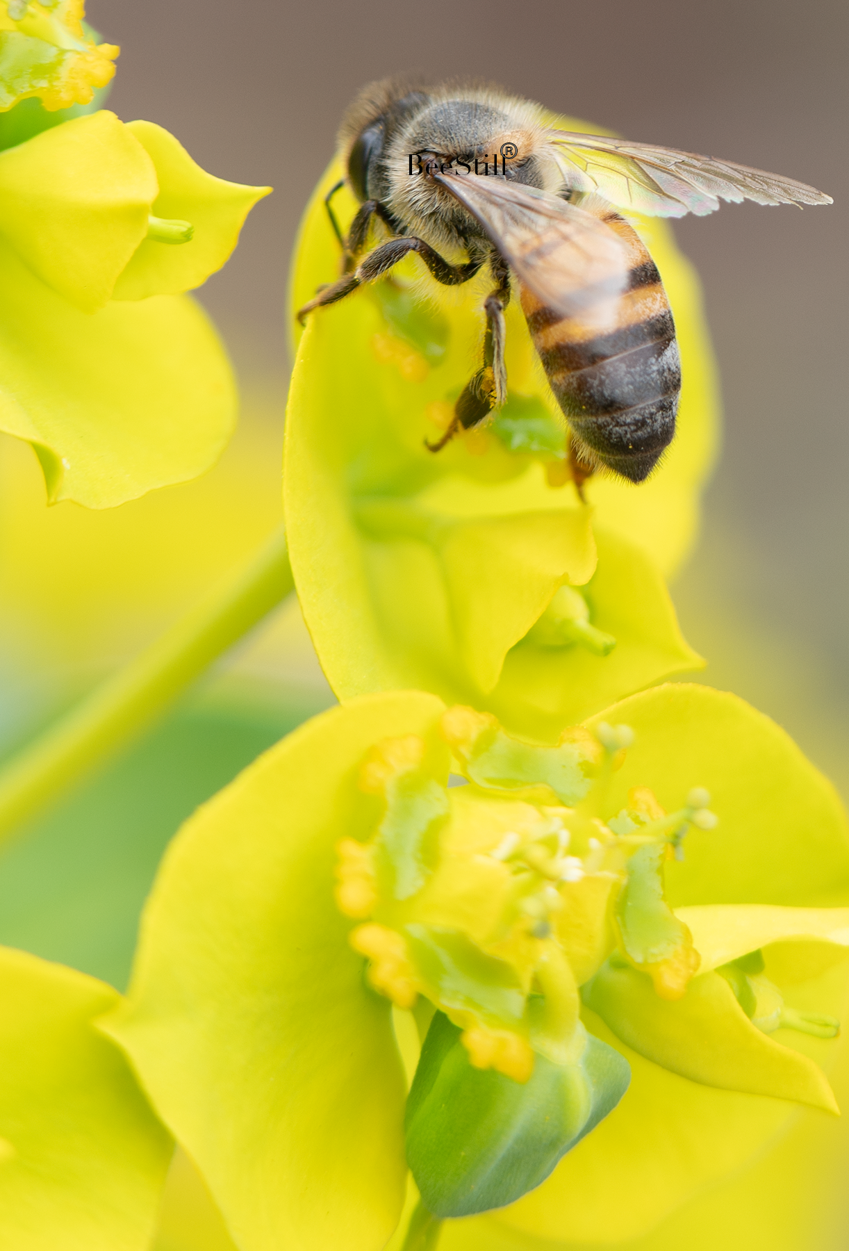 Honey Bee, Silver Spurge v-147