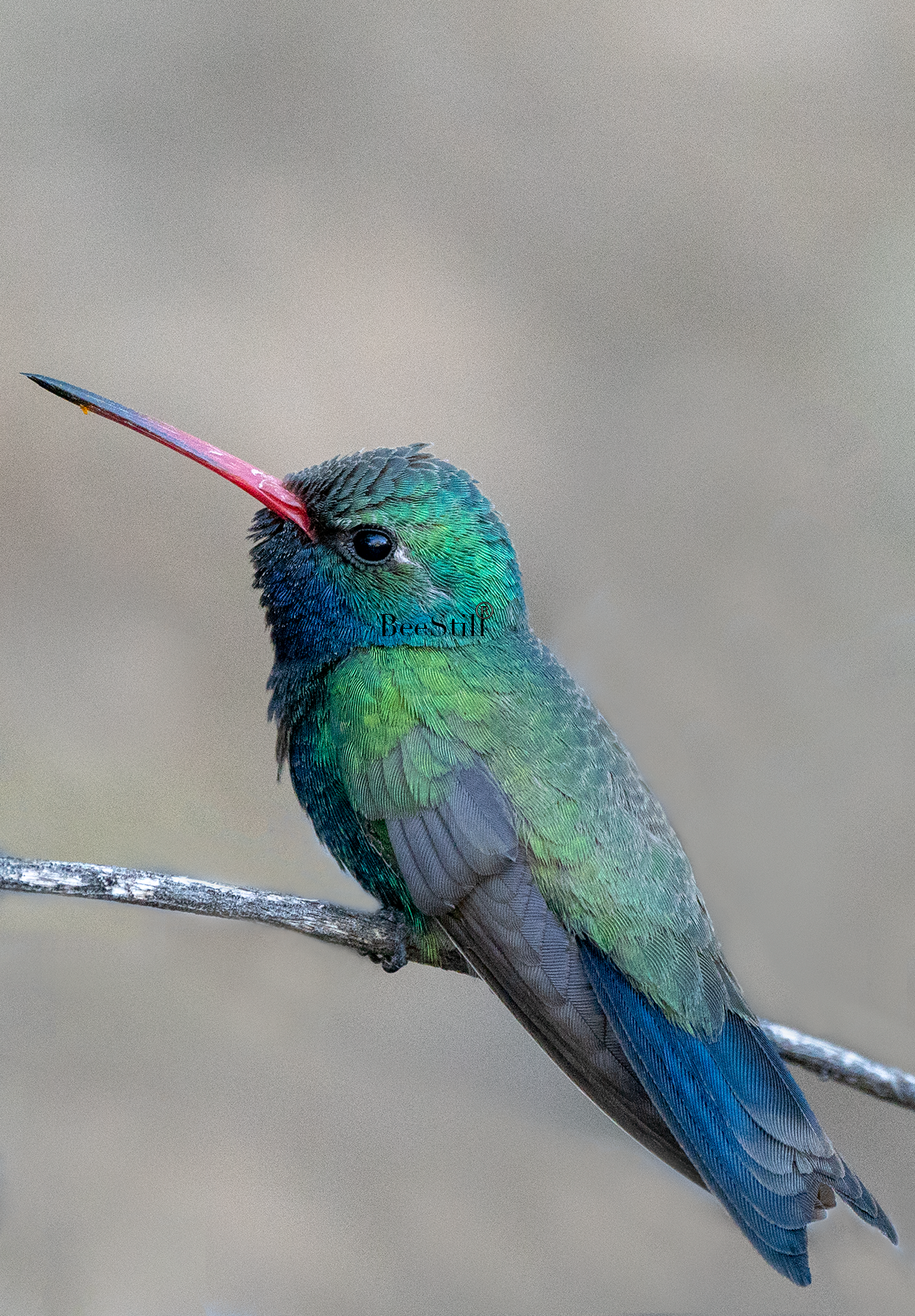 Broad-billed Hummingbird, Mesquite v-148