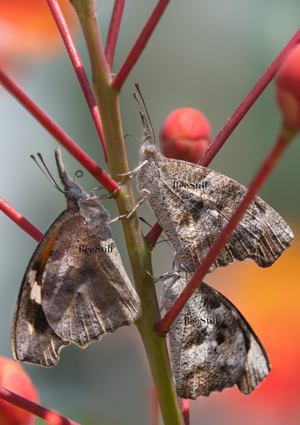 American Snouts, Red Bird of Paradise v-149