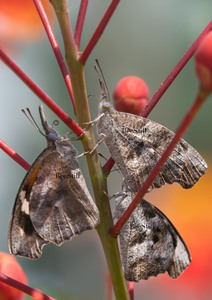 American Snouts, Red Bird of Paradise v-149