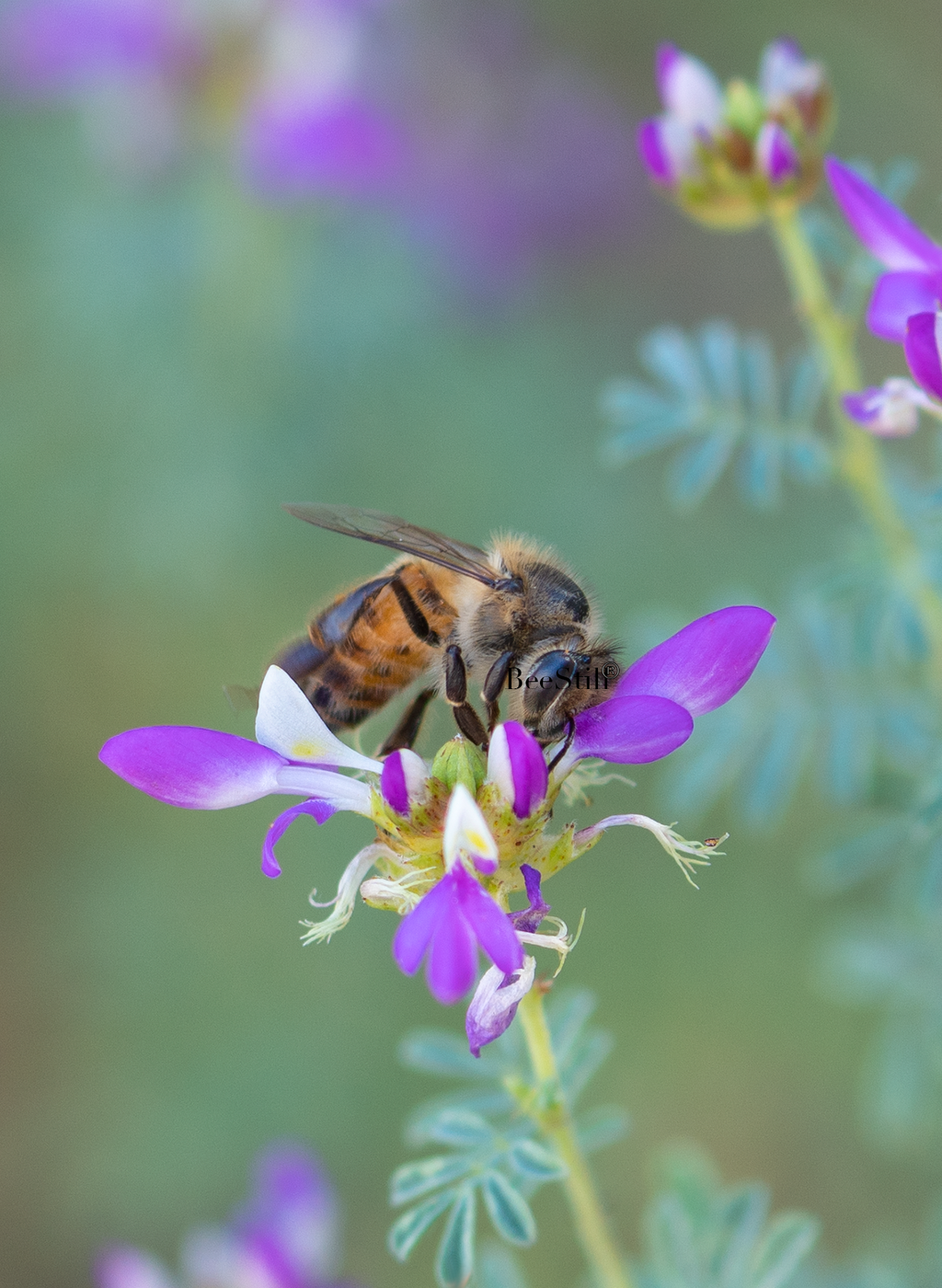 Honey Bee, Black Dalea v-150
