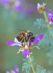 Honey Bee, Black Dalea v-150