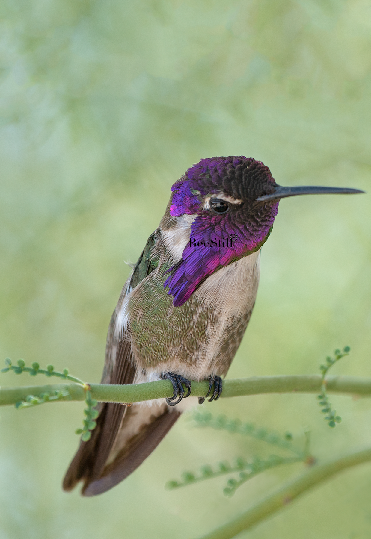 Costas, Palo Verde v-151