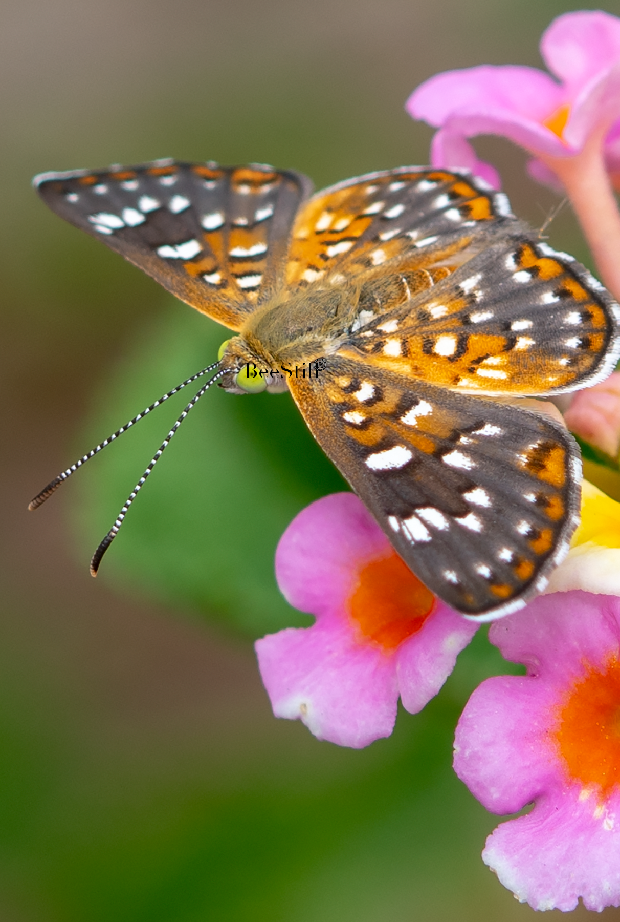 Gray Metalmark, Lantana v-152