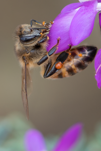 Honey Bee, Black Dalea v-153