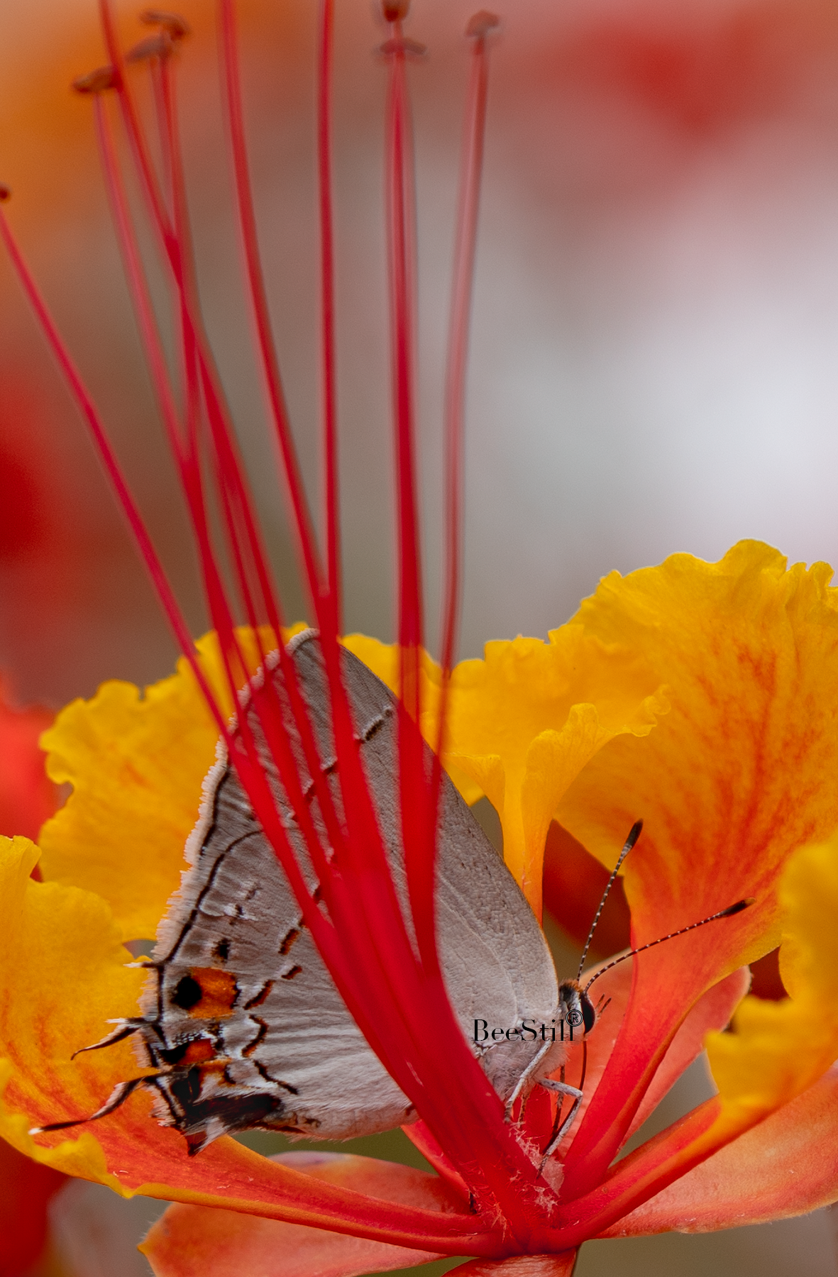 Gray Hairstreak, Red Bird of Paradise v-154