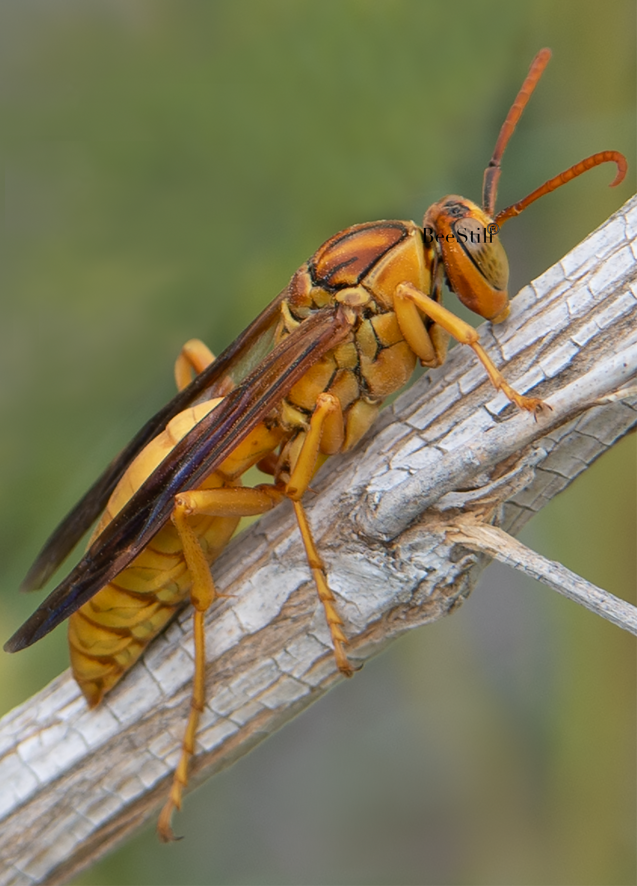 Yellow Paper Wasp male Polistes flavus Desert Broom Arizona 