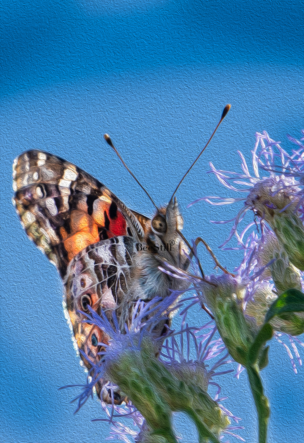 Painted Lady, Blue Mistflower v-160