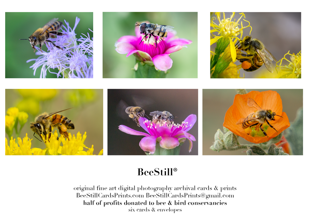 set of 6 archival cards: Honey Bees, Flower Fly, Digger Bee s-01