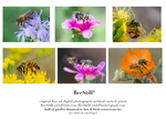 set of 6 archival cards: Honey Bees, Flower Fly, Digger Bee s-01