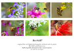 set of 6 archival cards: Honey Bees & Flower Fly s-03