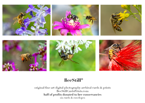 set of 6 archival cards: Honey Bees & Flower Fly s-03