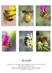set of 6 archival cards: Honey Bees s-04