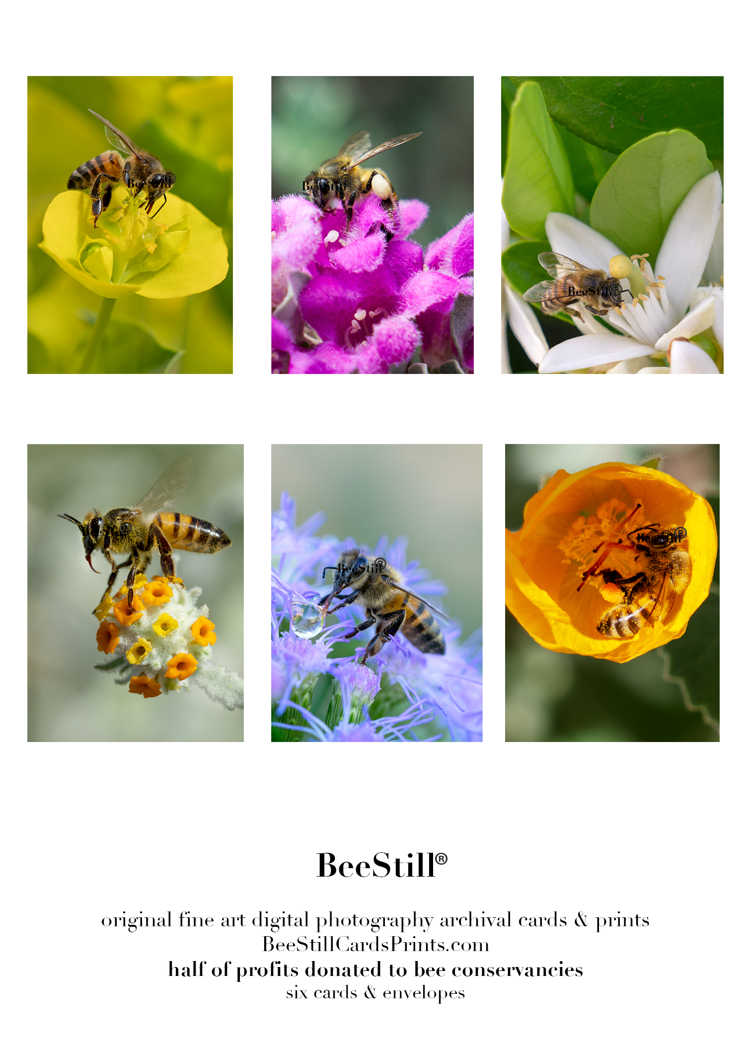 set of 6 archival cards: Honey Bees s-05