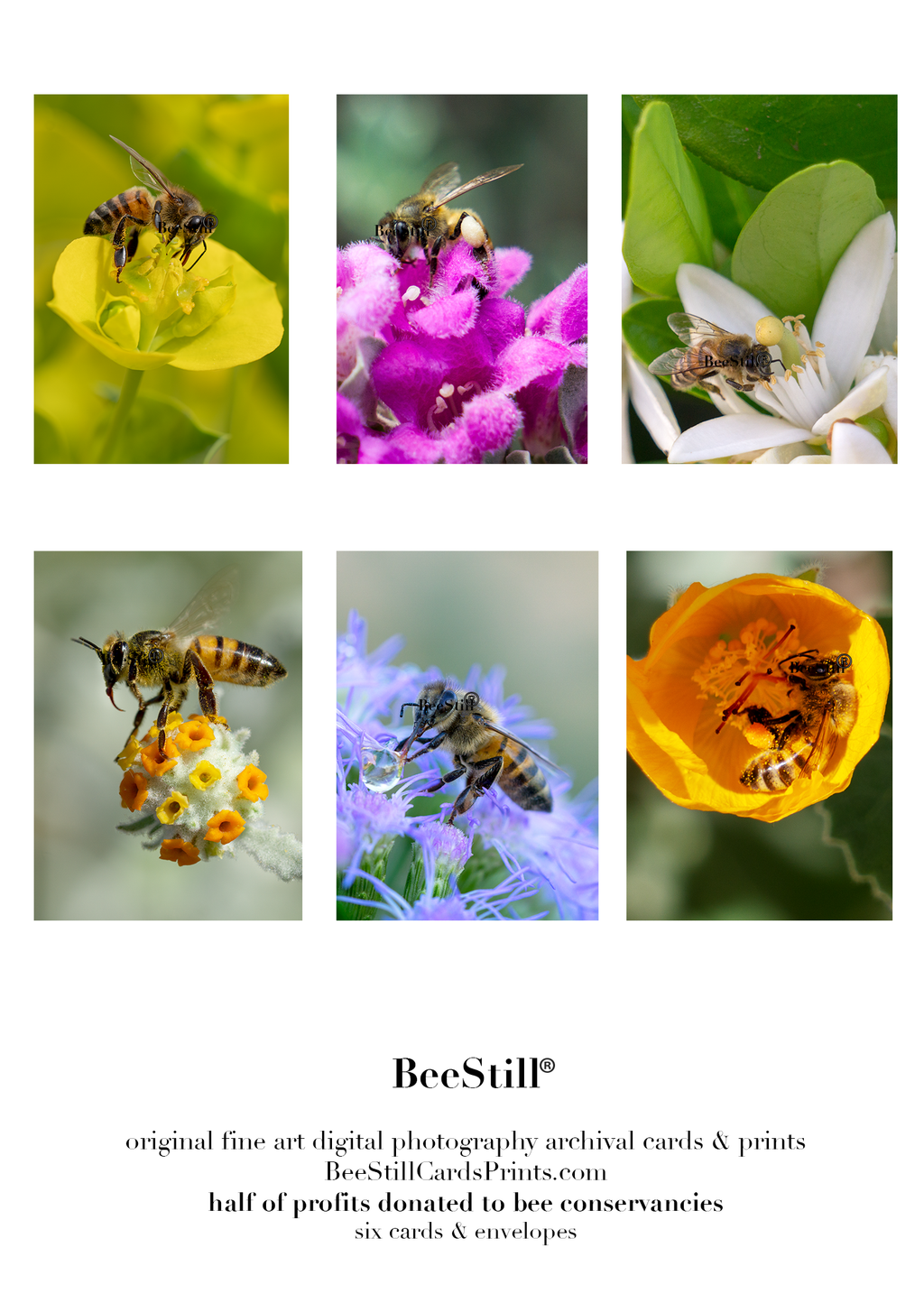 set of 6 archival cards: Honey Bees s-05