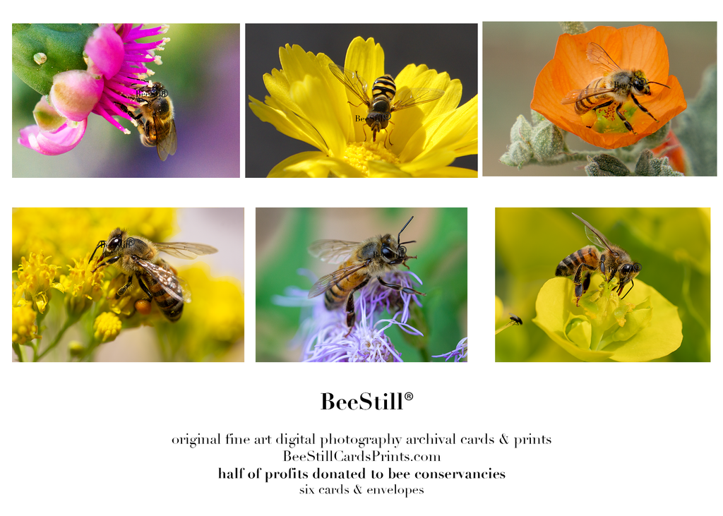set of 6 archival cards: Honey Bees & Flower Fly s-07