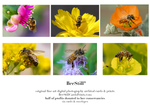 set of 6 archival cards: Honey Bees & Flower Fly s-07