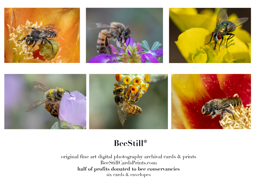 set of 6 archival cards: Cactus Woodborer Bees, Honey Bees & Green Bottle Fly s-09
