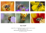 set of 6 archival cards: Cactus Woodborer Bees, Honey Bees & Green Bottle Fly s-09