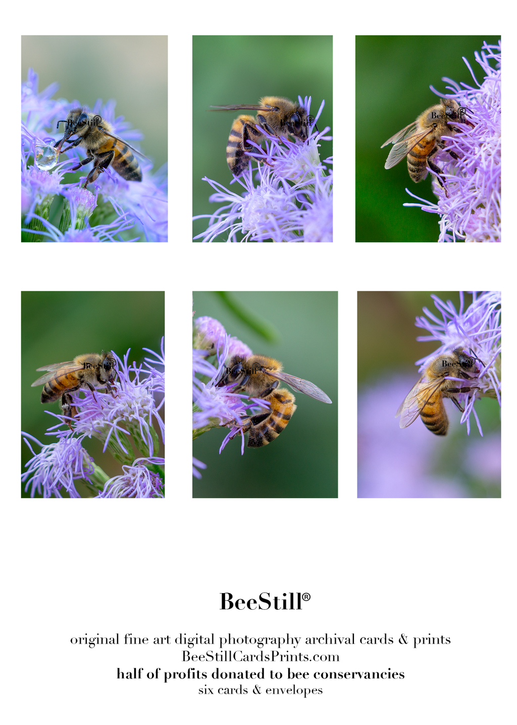set of 6 archival cards: Honey Bees, Blue Mistflower s-10