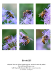set of 6 archival cards: Honey Bees, Blue Mistflower s-10